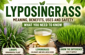 Lyposingrass Explained: 5 Key Facts You Need Guide Lyposingrass infographic guide plants uses