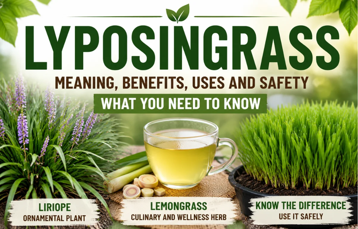 Lyposingrass infographic guide plants uses